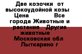 Две козочки  от высокоудойной козы › Цена ­ 20 000 - Все города Животные и растения » Другие животные   . Московская обл.,Лыткарино г.